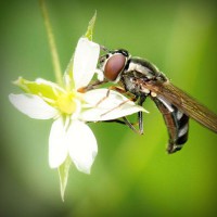 /album/viviana-velez0/photolia-a02-jpg/
